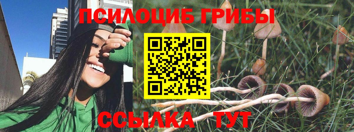 Галлюциногенные грибы Psilocybe Осинники